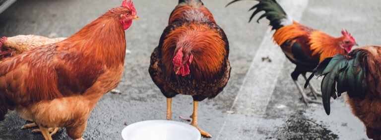 Why Organic Farming Makes a Difference
