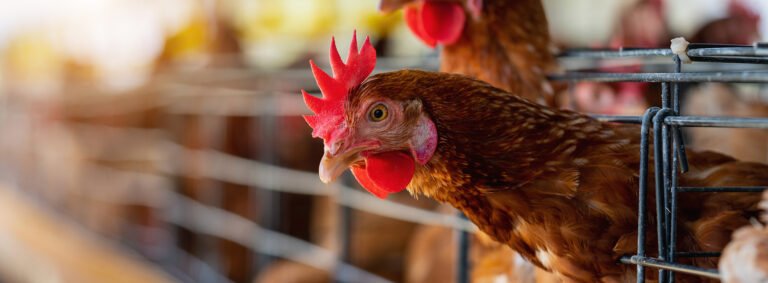 The Benefits of Free-Range Eggs for You and the Hens