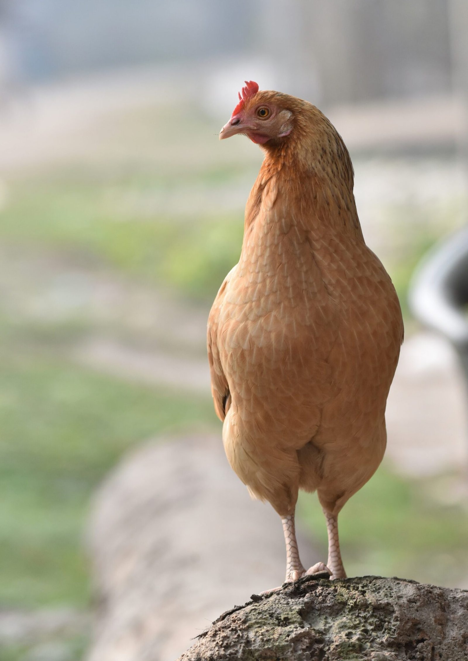 bisakha-datta-PjwH2jPYJVE-unsplash bisakha-datta-PjwH2jPYJVE-unsplash